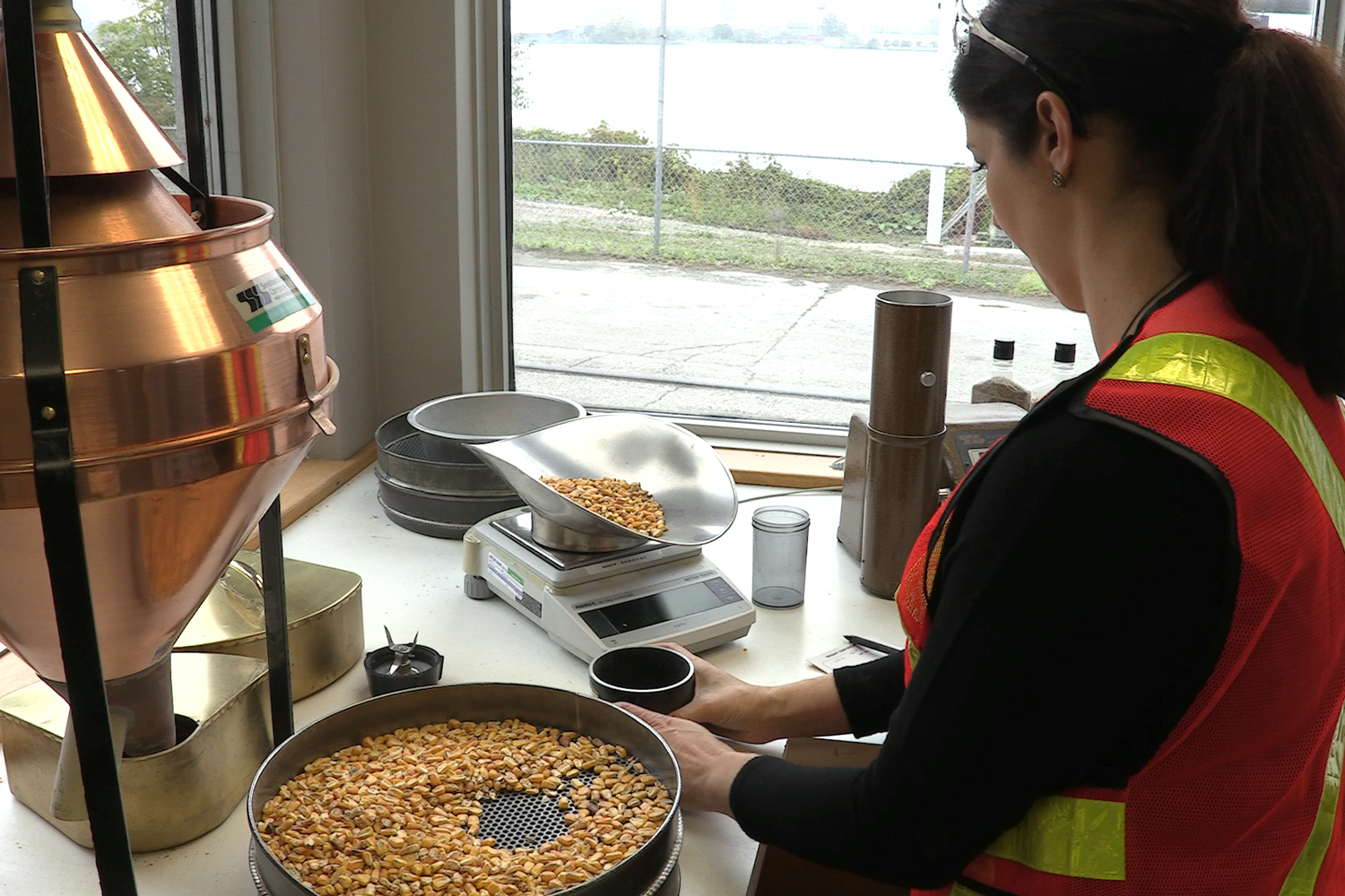 Hiram Walker & Sons Process Engineer Kristy Fregonese examines a sample of corn. Photo ©2017, Mark Gillespie/CaskStrength Media.