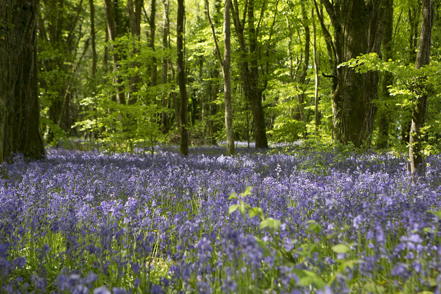 The Bluebell Forest at Castle Blunden Estate in Ireland. Photo courtesy Irish Distillers Pernod Ricard. 