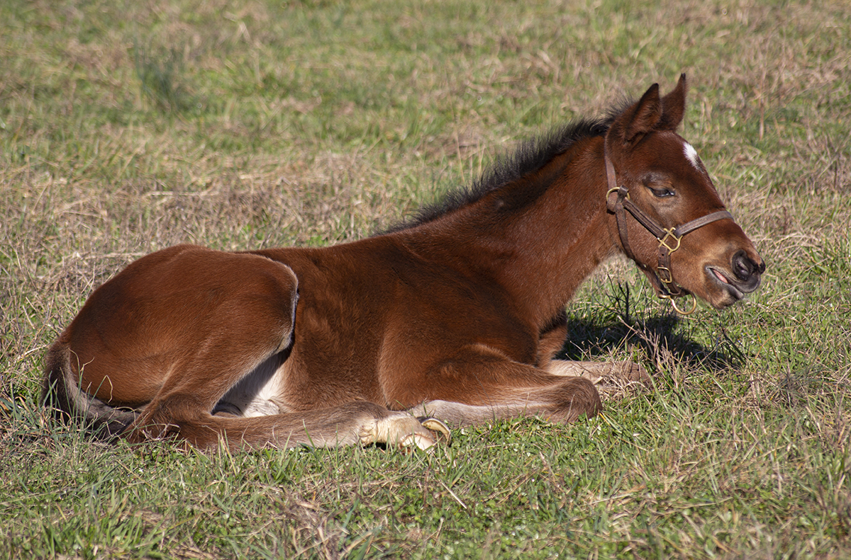 A young colt resting in a field near Versailles, Kentucky. File photo ©2020, Mark Gillespie/CaskStrength Media.